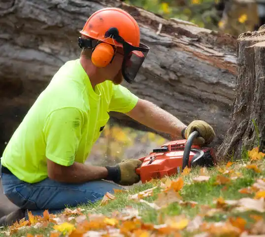 tree services East Falmouth